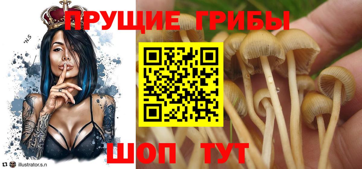 Псилоцибиновые грибы Psilocybine cubensis  Вход с VPN  Псилоцибиновые грибы ЛСД  Можайск 